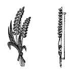 Click to view larger image